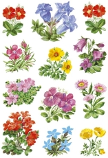 3582 Sticker DECOR Gebirgsblumen