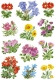 3582 Sticker DECOR Gebirgsblumen
