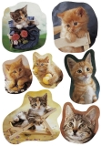 5747 Sticker DECOR fotogene Kätzchen